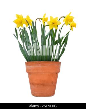 Gruppo di narcisi gialli primaverili in pentola di terracotta intaglio isolato su bianco Foto Stock
