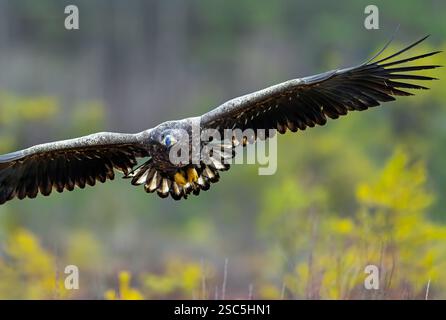 Aquila dalla coda bianca / aquila di mare eurasiatica / erne (Haliaeetus albicilla) caccia giovanile che si innalza sulla brughiera / brughiera nel tardo autunno / inverno Foto Stock