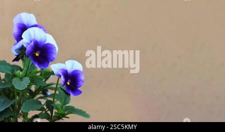 Tessera per la giornata della mamma con fiori di pansia blu e spazio per le copie Foto Stock