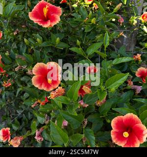Bellezza tropicale in piena fioritura: Ibisco e vegetazione lussureggiante. Foto Stock