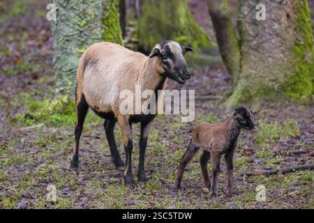 Una femmina di pecora nana del Camerun o del Camerun, Ovis gmelini aries, e il suo agnello si stagliano sul bordo di una foresta Foto Stock