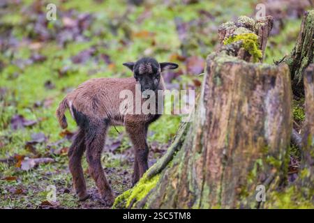 Un agnello nano del Camerun o del Camerun, Ovis gmelini aries, in una foresta Foto Stock