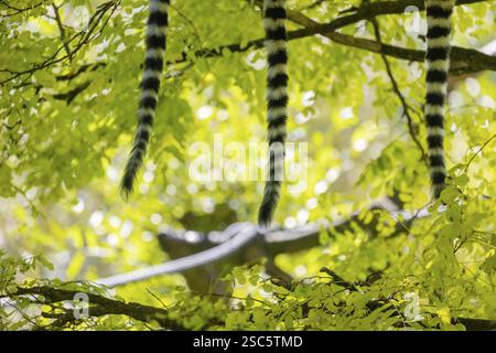 Tre lemuri dalla coda ad anello (Lemur catta) seduti su un albero con foglie verdi fresche. Solo le code devono essere viste Foto Stock