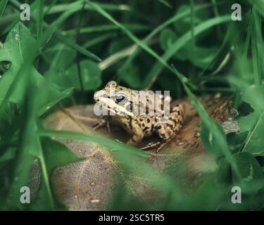 Rana bruna su una foglia secca tra erba verde, habitat naturale, macro. Foto Stock