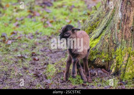 Un agnello nano del Camerun o del Camerun, Ovis gmelini aries, in una foresta Foto Stock