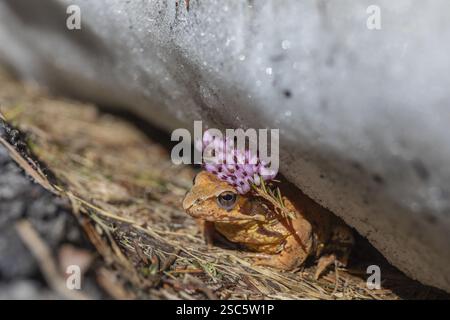 Una rana comune, Rana temporaria, nascosta tra la neve e una strada, diretta allo stagno di accoppiamento. Accidentalmente decorato con un ramoscello di erica in fiore Foto Stock