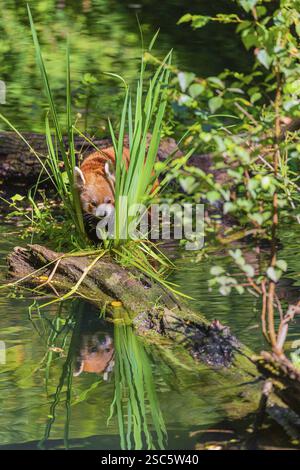 Un panda rosso, Ailurus fulgens, si bilancia su un tronco che giace nell'acqua Foto Stock