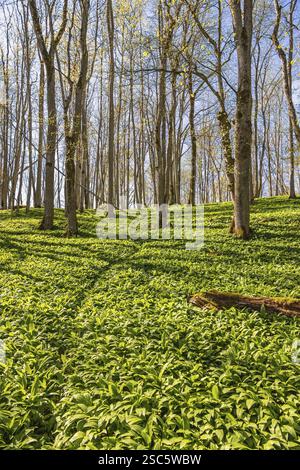 Aglio selvatico (Allium ursinum) con foglie verdi in un boschetto di alberi con alberi in erba una giornata di primavera soleggiata Foto Stock