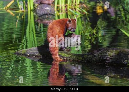 Un panda rosso, Ailurus fulgens, si bilancia su un tronco che giace nell'acqua Foto Stock