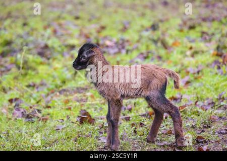 Un agnello nano del Camerun o del Camerun, Ovis gmelini aries, in una foresta Foto Stock