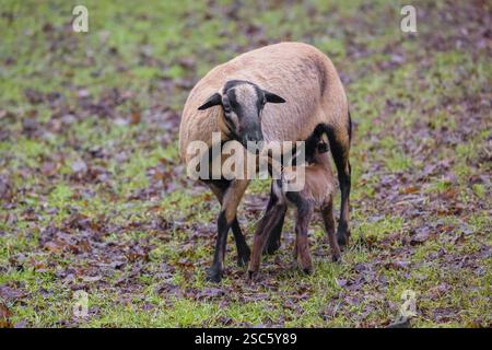 Una pecora nana camerunese o camerunese, Ovis gmelini, che succhia il suo agnello in una foresta Foto Stock