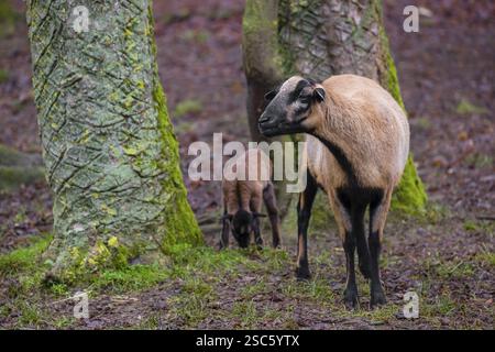 Una femmina di pecora nana del Camerun o del Camerun, Ovis gmelini aries, e il suo agnello si stagliano sul bordo di una foresta Foto Stock