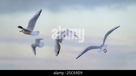 Gabbiani dalla testa nera in volo poco prima del tramonto, Regno Unito Foto Stock