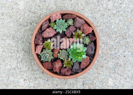 Una vista dall'alto verso il basso di diversi Sempervivum (galline e pulcini) che crescono in una pentola di terracotta, annidata tra rocce laviche. Foto Stock