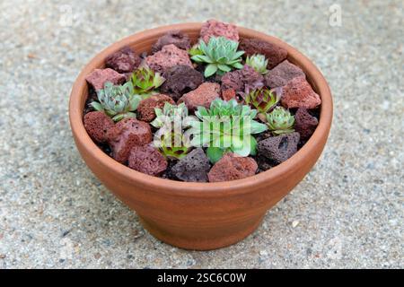 Diversi Sempervivum (galline e pulcini) crescono in una pentola rotonda di terracotta, incastonata tra rocce laviche. Foto Stock