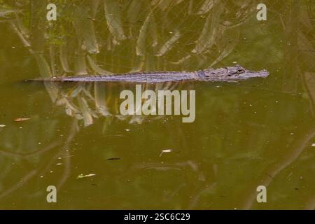 Uno yacare Caiman che si crogiola in acqua. Un caimano è un coccodrillo alligatoride appartenente alla sottofamiglia Caimaninae Foto Stock