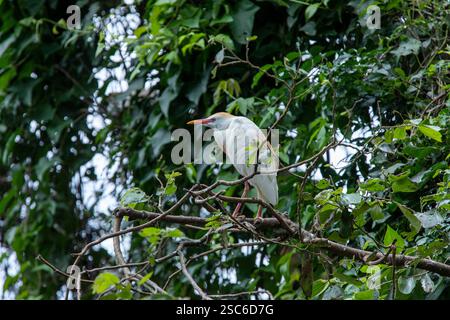 Cattle Egret, Bubulcus ibis, riposa tra gli alberi della foresta atlantica, Brasile Foto Stock