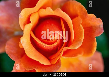 Una rosa arancione da primo piano in piena fioritura con sfondo sfocato. Vista dall'alto. Foto Stock