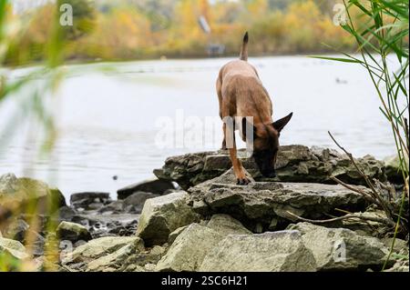 Un cane belga Malinois con un cappotto marrone e nero cammina con cura su terreni rocciosi vicino a un lago calmo. Il cane sta sniffando il terreno con le orecchie a cui punta Foto Stock