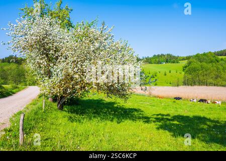 Albero in fiore lungo la strada sterrata rurale su pascolo verde in primavera , Parco paesaggistico Suwalki, Podlasie, Polonia Foto Stock