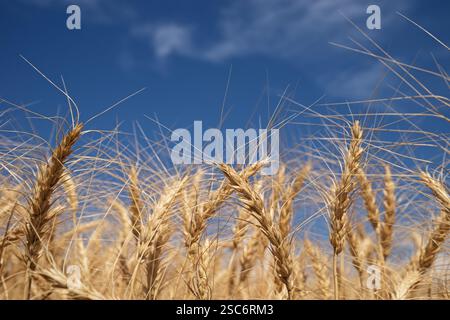 vista ravvicinata delle teste di semi di grano maturo in un campo Foto Stock