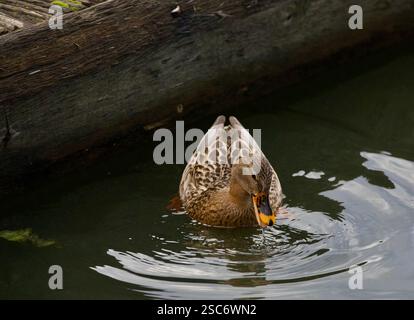 Un'anatra femmina che nuota in un lago al parco Wörlitzer Foto Stock