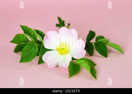 Fiore di rosa per cani su sfondo rosa Foto Stock