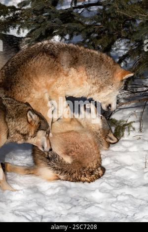 Il lupo grigio (Canis lupus) è stato fissato a Ground Snarls a Packmates Winter - animali in cattività Foto Stock
