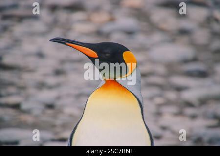 Primo piano di re pinguino Foto Stock