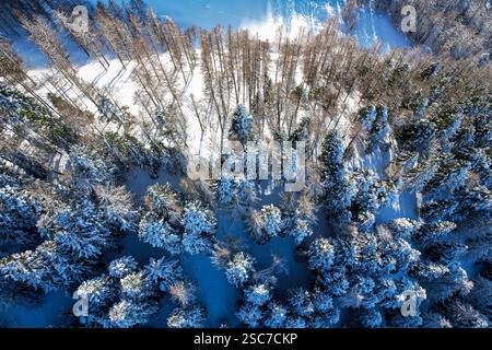 Vista dagli alberi ricoperti di neve in una foresta invernale delle Alpi italiane Foto Stock