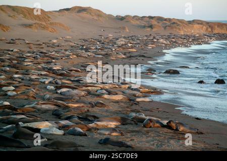 San Simeon, California, Stati Uniti. 14 maggio 2014. Le foche degli elefanti del nord si riuniscono sulla riva presso la riserva naturale Piedras Blancas Elephant Seal Rookery della Highway 1 a nord di San Simeon (immagine di credito: © Jonathan Alcorn/ZUMA Press Wire) SOLO PER USO EDITORIALE! Non per USO commerciale! Foto Stock