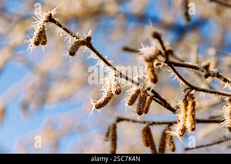 Cespuglio di nocciole (Corylus avellana, nocciola comune, cespuglio di nocciola) con gatti maschi e hoarfrost in inverno Foto Stock