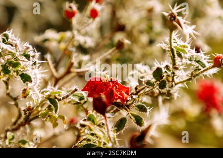 rosa rossa con fiori, fianchi rosa e hoarfrost in inverno Foto Stock