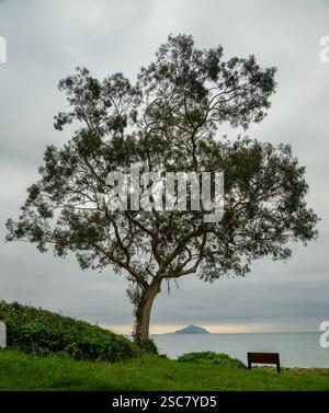 Il grande albero sull'isola di Anacapa e gli Smugglers coprono il litorale nel Parco Nazionale delle Isole del Canale Foto Stock
