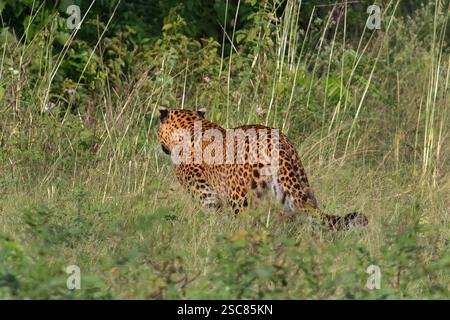 Un leopardo indiano (Panthera pardus fusca) nel Parco Nazionale di Bandipur nel distretto di Chamarajnagar dello Stato di Karnataka fa parte della Biosfera di Niligiri Foto Stock