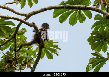 Costa Rica, Arenal. Baby scimmia ragno dalla testa nera (Ateles fusciceps) sulle cime degli alberi. Foto Stock