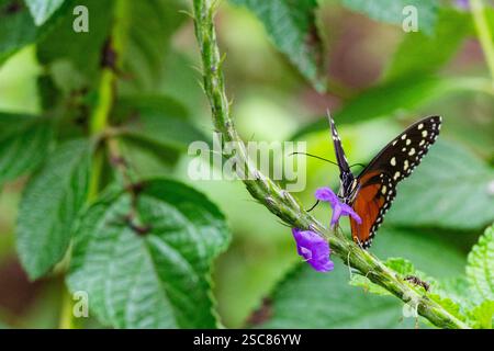 Costa Rica, area di Arenal. Riserva biologica Ecocentro Danau, giardino delle farfalle. (Tithorea tarricina) tigerwing macchiato di panna, noto anche come tarricina longwing Foto Stock
