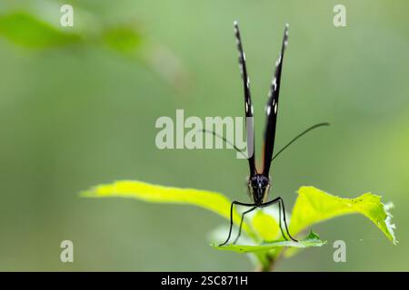 Costa Rica, area di Arenal. Riserva biologica Ecocentro Danau, giardino delle farfalle. (Tithorea tarricina) tigerwing macchiato di panna noto anche come tarricina longwing but Foto Stock