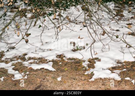 Neve che si scioglie a terra in vegetazione inizio primavera fine stagione invernale tempo. Foto Stock