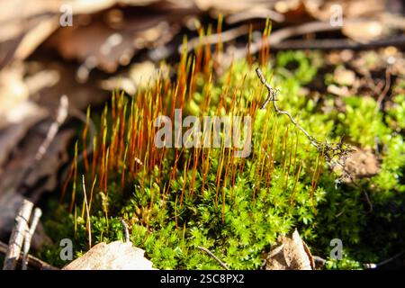 Foto macro di muschio vibrante con gambi di spore delicati alla luce del sole della foresta, primo piano del terreno della foresta, atmosfera autunnale, orizzontale Foto Stock