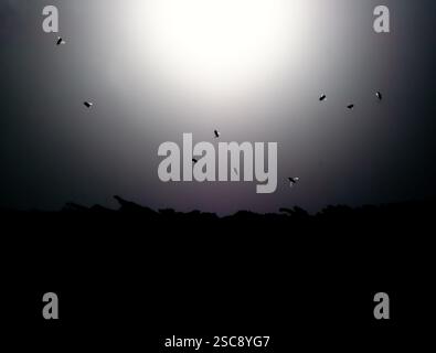 Alveare selvaggia con api che volano con il sole sullo sfondo, fotografie in bianco e nero Foto Stock