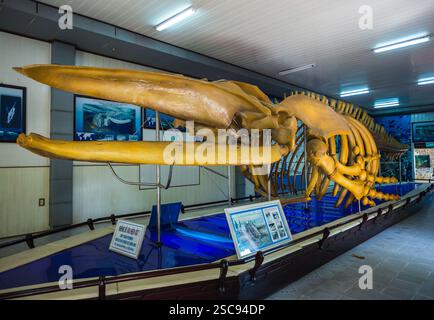 Vietnam Nha Trang, 23 novembre 2014; scheletro di balena nel National Oceanographic Museum Foto Stock