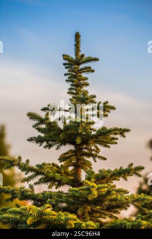 Il ramo di abete rosso e cono di pino Foto Stock