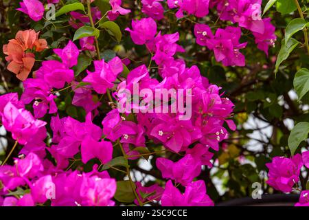 Vista ravvicinata del fiore di bouganville rosa che fiorisce sul ramo Foto Stock