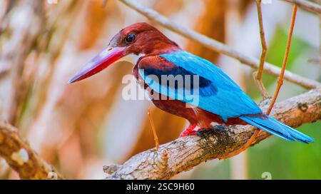Kingfisher dalla gola bianca, Halcyon smyrnenis, Wilpattu National Park, Sri Lanka, Asia Foto Stock