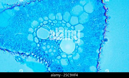 Poa Leaf cs sotto microscopio ottico Foto Stock