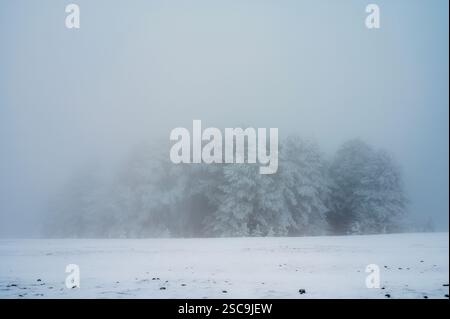 Paesaggio invernale minimalista con pini innevati. Buon Natale e felice anno nuovo modello orizzontale per biglietti d'auguri, spazio vuoto. Foto Stock