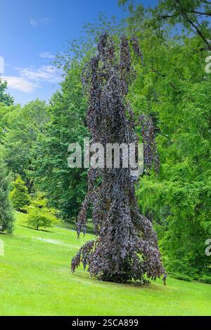 Fagus sylvatica "fontana viola", un faggio di rame piangente, noto anche come faggio viola, Italia, Europa Foto Stock