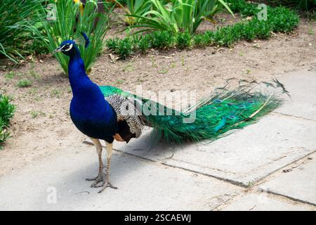 Il pavone è in piedi sul sentiero Foto Stock