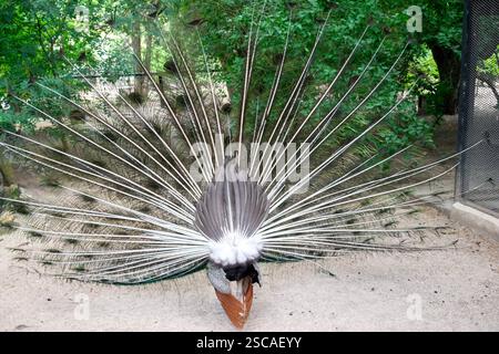 Il pavone maschio si lanciò la coda e si alzò con il dorso rivolto verso l'alto Foto Stock